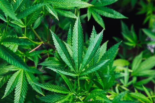 Green Cannabis Plant