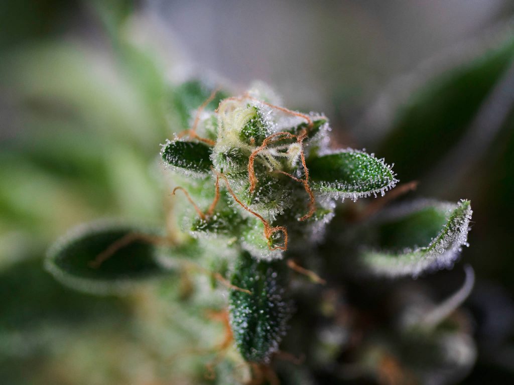 Cannabis Concept Macro Close up Photo Crystals Plant Trichomes R