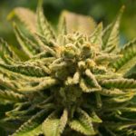 'Breaking Bad' Joins Forces With Major Marijuana Company