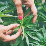 Five Cannabusiness Women and Female-Fronted Cannabusinesses You Should Know