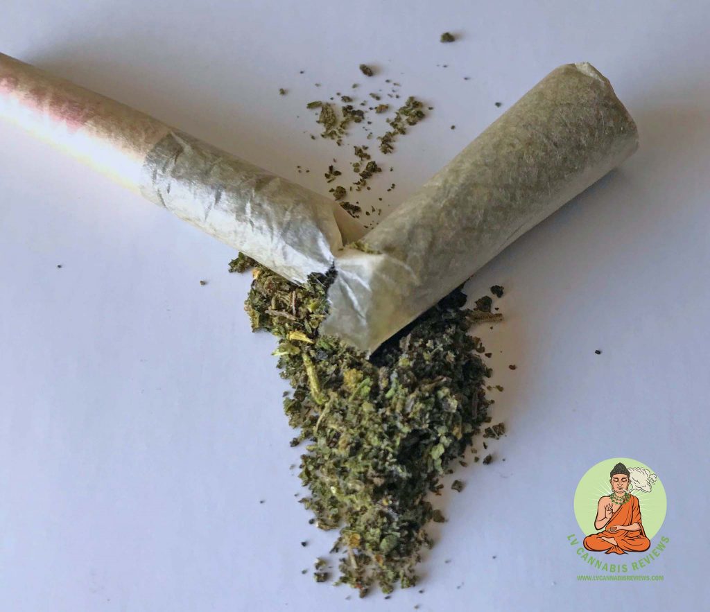 Papaya By Reina Planet13