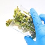 DEA Finally Agrees To Use Professionally-Grown Marijuana For Their Research