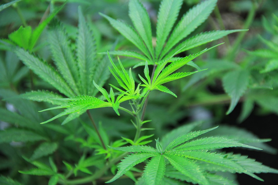 Grow it Yourself: Recreational Marijuana Proposal for PA