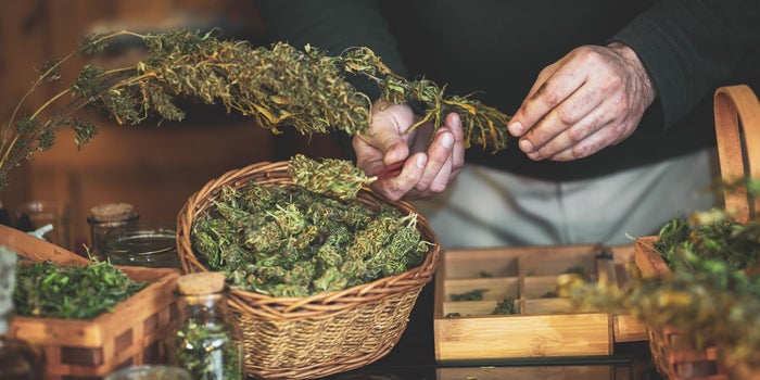 It's Time to Recognize Cannabis Is a Valid Business Career