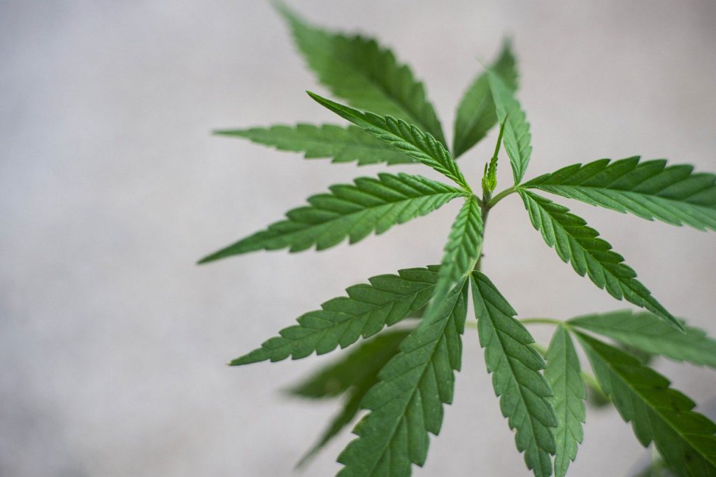 The Cultivation of Marijuana: How do the Flowers Grow?