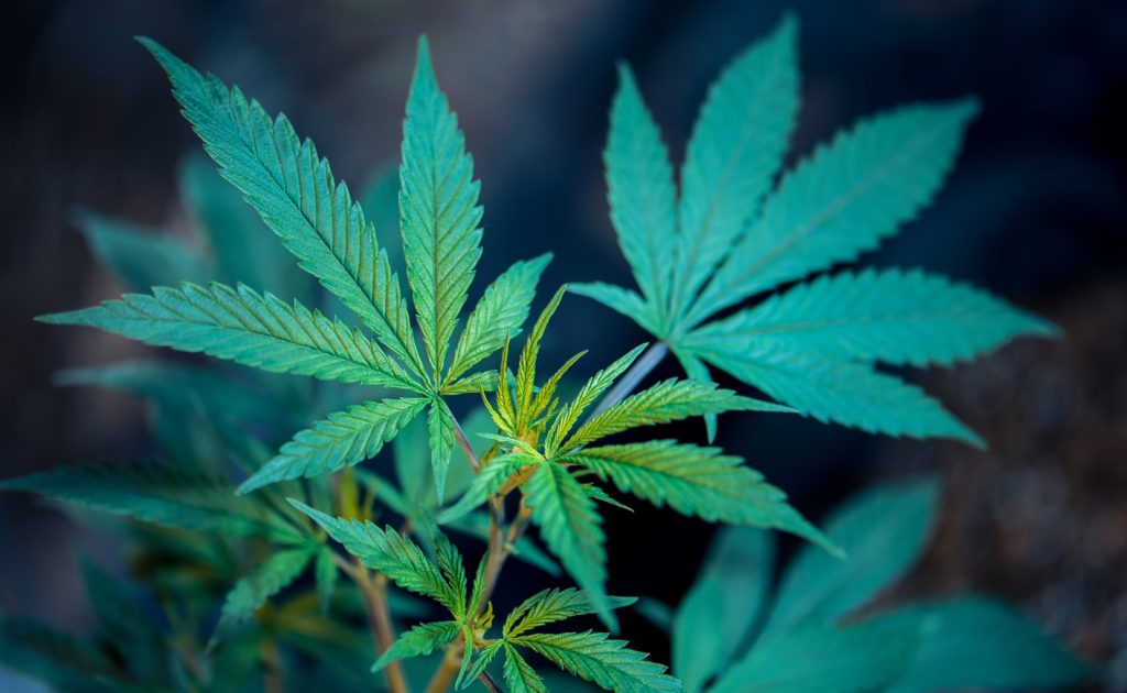 Here's-How-Cannabis-Can-Help-With-Your-Arthritis-2