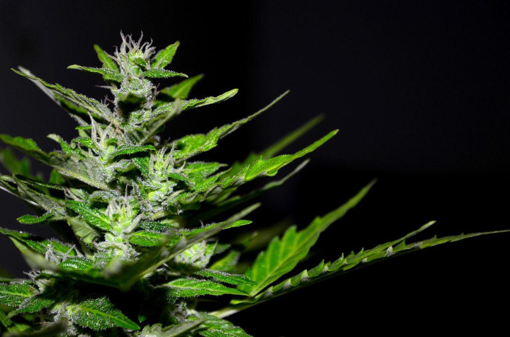 Best Cannabis Flower Producers in Las Vegas-2