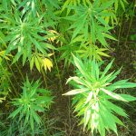 cannabis-g843235117_1280