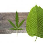Kratom vs Cannabis_ Similarities and Differences