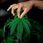 Minnesota House Will Vote On Marijuana Legalization Bill Next Week, Sponsor Announces On 4/20