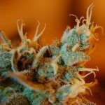 How To Identify A Reliable Vendor To Buy THC-O Flower?